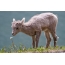 Bighorn козу