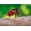 Как комарът пие кръв