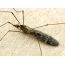Вид комари Limonia nubeculosa