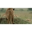 GIF picture: lioness vs lion