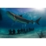 Тыгровая акула даўжынёй 7 метраў