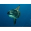 Moonfish, tiež nazývaný sunfish