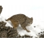 Lynx foto om vinteren