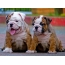 English bulldog puppies