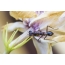 Larva of ant mantis