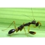 Dospělý mravenec mantis