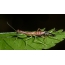 Shedding ant mantis