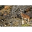 Mouflon betina di alam liar