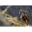 ຜູ້ຊາຍ Mouflon ເທິງເປີ້ນພູ