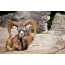 Mouflon rustend op de rotsen