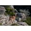 Mouflon vrouw in de natuur, Cyprus