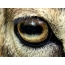 Eye of goat mouflon close up