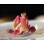 Орхидэйн mantis