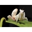 Mantis de orquídeas