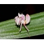 Mantis de orquídeas