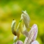 Orchid kudlanka