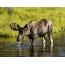 Elk in un vicinu di acqua
