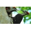 Feeding woodpecker chicks