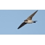 Photo swallows