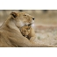 Lioness in lion mladiček
