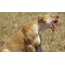 Lioness licked
