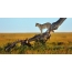 Mam is in de buurt, een moment in het leven van leeuwen in het Serengeti National Park