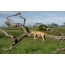 Foto lvice v národnom parku Serengeti