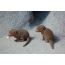Cubs Mongoose