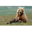 დათვი ერთად cubs