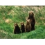 Bjørn med tre unger