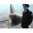 Walrus på en ubåt