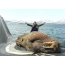 Walrus på en ubåt