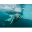 Walrus ubos sa tubig sa baybayon sa Greenland
