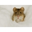 Mouse vole in a neve