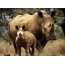 Rhinoceros mom et privata fœtu suo