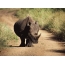 Rhino på veien