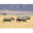 Foto di rinoceronte