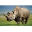 Rhinoceros foto