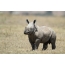 Малку носорог