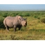 Foto de rinoceronte en la naturaleza.
