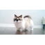Obrázok GIF: Manchichn cat