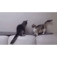 Dealbh GIF: Cat Manchichn