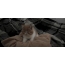 GIF-foto's met kittens