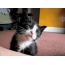 تصاویر GIF با بچه گربه ها