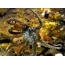 GIF slika: hobotnica in njen preostanek