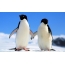 Bilder av pingviner