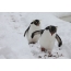 Awọn penguins buburu