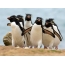 Gang av pingviner