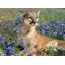 Cougar v kvetoch