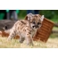 Illuc catulus leonis cougar